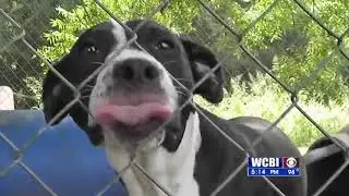 Pet Heat Stroke Prevention