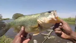 Bass Fishing the Bank in Los Banos(BIG BASS) - DropShot Lipless Senko and Spinnerbait
