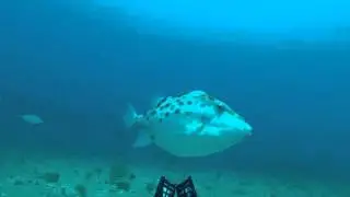 Longnose Sawshark on the Dunsborough Artificial Reef