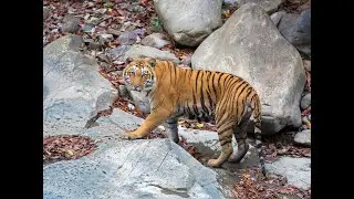 Debunking the Man Eater Myth | Wildlife Conservation In India | Earth Brigade Foundation