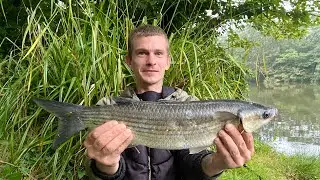 MULLET-SERIES-DAN&rsquo;S FIRST THICK LIPPED MULLET
