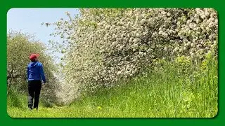 Walking In An Apple Orchard In Bloom