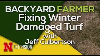 Spring Lawn Recovery Tips: Repair Pet Damage, Traffic Wear & Salt Spots