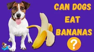 Are Bananas Safe for Dogs?