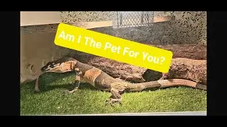Do Lace Monitors make good pets?