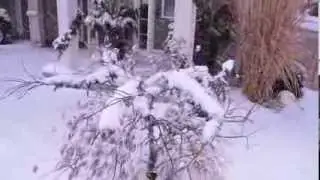Winter Storm and Orchid Flowers