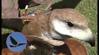 鷹（羽ばたき機）その2【ラジコン飛行機】