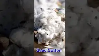 Difference Between Seed cotton & Cotton Seeds #cotton #cci #ccinotification