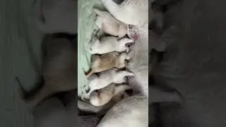 나는 너희와 달라!!! (I&rsquo;m not like you) #puppy #cute #animals