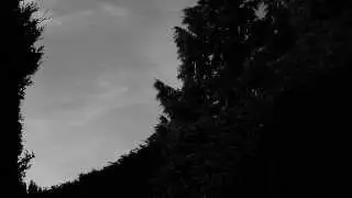 Creepy trees and dark sky - Atmospheric Landscapes - Free Horror Stock Footage