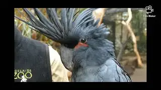 Palm Cockatoo PARROT bangla channel SUBSCRIBERS please