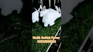 New Zealand wite Pure bread Malik Rabbit Farms #unnatirabbitfarm #malikrabbitfarm #bunny #rabbitry