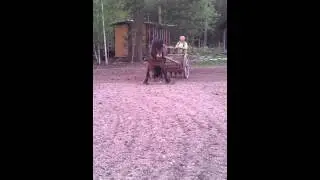 Jordbruk med h&auml;st; s&aring;