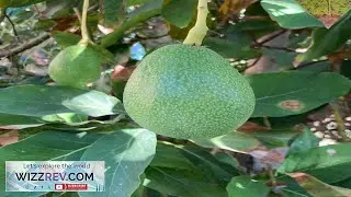 100+ Bacon Avocado Seeds USA Grown Non GMO naturally grown