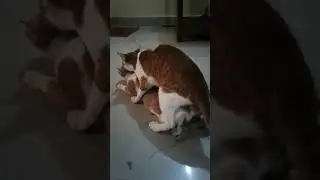 angry cat fight sound#cat #shorts #billie #animals