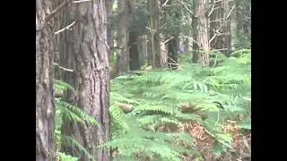 Sika Deer Call on Brownsea Island