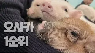 아직도 몰라요? 오사카 메인거리 5분 거리, 1만 원대로 누리는 행복
