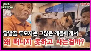 달밭골 두모자는 그많은 개들에게서 왜 떠나지 못하고 어렵고 힘들게 사는걸까?