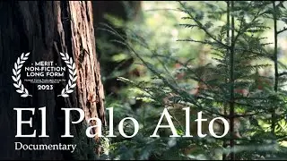 El Palo Alto: A Tree's Resilience | Documentary