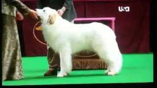 Great Pyrenees 