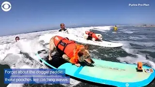 WEB EXTRA: Surfing Competition For Dogs