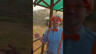 Llama Drama #blippi #animals #pettingzoo