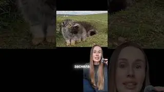 РЕДКИЕ КАДРЫ СЕМЕЙСТВА МАНУЛОВ В ДИКОЙ ПРИРОДЕ. МИЛЫЕ КОТЯТА