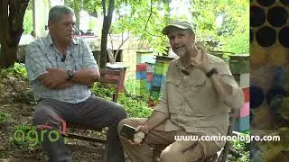 Hacia el manejo de abejas mansas y desafricanización de la apicultura en Colombia
