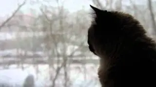 My Cat. Window. SunVox (by NightRadio)