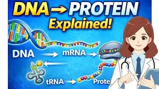 From DNA to Protein: Transcription & Translation Simplified | mRNA, tRNA, rRNA Explained in 1 min 
