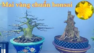 Mai vàng chuẩn bonsai | mai vàng ôm đá | ngày 29/12/2025