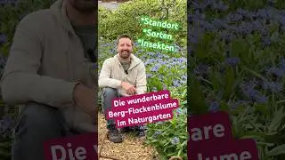 Wunderbare Berg-Flockenblumen im Naturgarten! Eine Lieblingsblume aller Hummeln! Centaurea montana