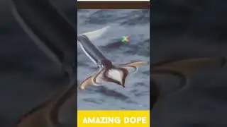 Flying Squids exists #Japan #Flyingsquids #amazingdope