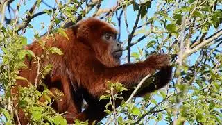 Bugio-ruivo, ou Guariba (Alouatta guariba clamitans) - Southern Brown Howler Monkey, macho, adulto.