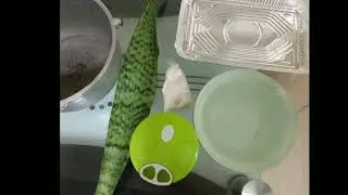 Sansevieria trifasciata (SNAKE PLANT) fiber as the main component in paper production