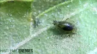 Aphidius Colemani