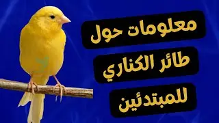 كل المعلومات التي يجب ان تعرفها عن طائر الكناري