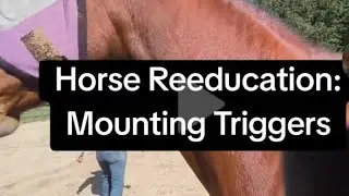 Equine Behavior Help- Teaching the Defensive Horse