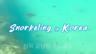Snorkeling in Galnam Port, Samcheok, South Korea