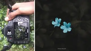 Creative Nature Photography ideas you can try at home | Nature Photography