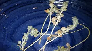 CTF E191: Let's Talk About Marshmallow (Medicinal Herb)