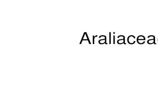 How to pronounce Araliaceae