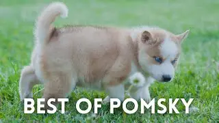 Best of Pomsky | Pomeranian and the Siberian Husky Mix