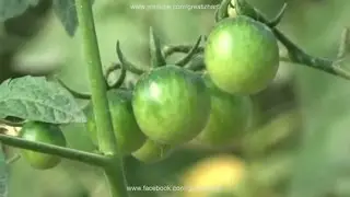 How to Grow Tomatoes at Home 🍅 | Tomato Fertilizer, Watering & Pest Control Guide (Urdu/Hindi)