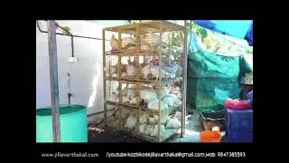 CVVS KOZHIKODE JV