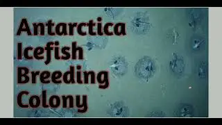 Antarctica Icefish Breeding Colony /current affairs/ environmental_affairs.