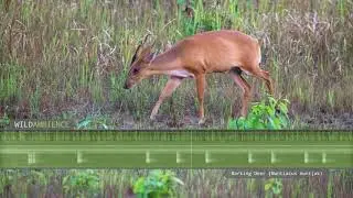 Barking Deer Sounds - A muntjac deer calls at night in Thailand's rainforest