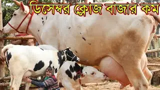 ডিসেম্বর ক্লোজ বাজার কম পাইকারী দামে১৫-২৮লিটার দুধের গাভী কিনুন।৪০ বছরের পুরাতন বিক্রেতার গাভী কিনুন