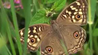 8 Varieties of Indian Butterflies
