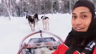 Arctic Adventure Husky Sled Ride in Lapland